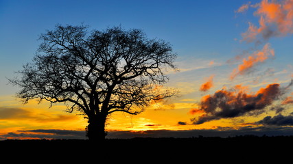 View of an Oak Tree Silhoutted against a Beautiful Sky at Sunset