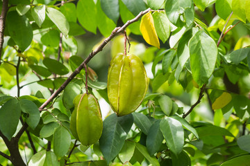 Star fruit on tree