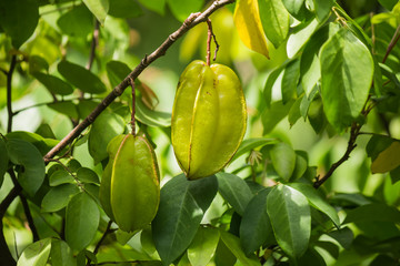 Star fruit on tree