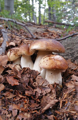 Boletus Edulis...Funghi porcini