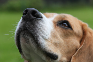 Fototapeta premium Beagle
