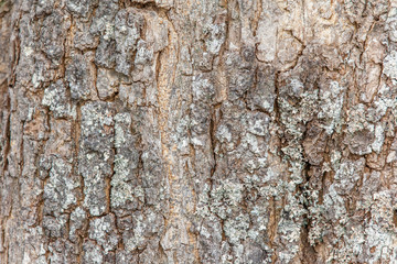 lichen sur écorce d'arbre, Tamarin des hauts, île de La Réunion 