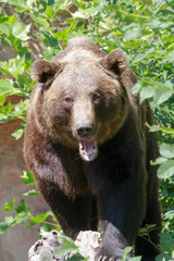 Fototapeta premium Wild bear