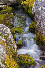Mountain stream flowing among the mossy stones.