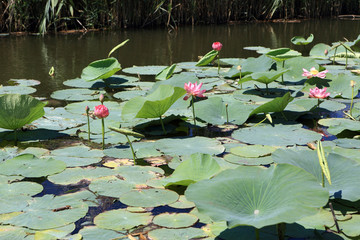 Indian lotus flower in the firth