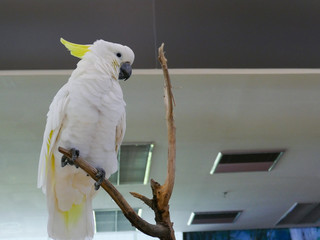 white parrot cockatoo
