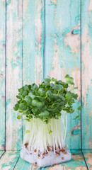 Radish sprout vegetables over wooden background