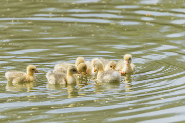 small duck hatchlings