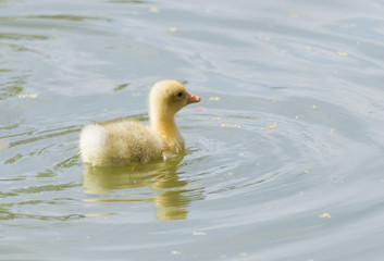small duck hatchlings