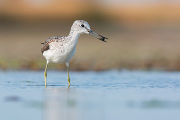 Common greenshank