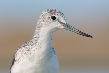 Common greenshank portrait