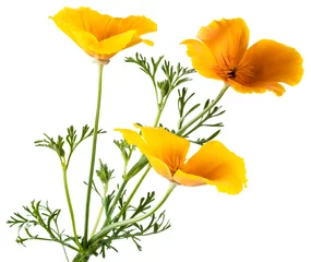 Foto auf Acrylglas Mohnblumen Blume Eschscholzia californica (Kalifornien Mohn, goldener Mohn, kalifornisches Sonnenlicht, Tasse Gold) isoliert auf weißem Hintergrund Aufnahmen in Makrolinse Nahaufnahme