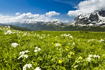 white flowers in summer mountains with big grass valley