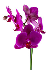 Naklejka na ściany i meble violet flower of orchid isolated on white background