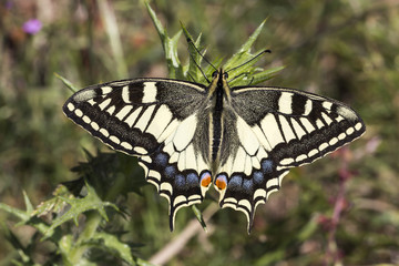 Papilio machaon, Europäischer Schwalbenschwanz - Swallowtail butterfly