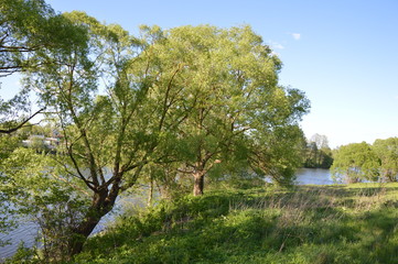 Fototapeta premium Брянская весна