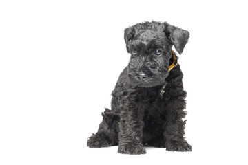 Seven week old Kerry blue terrier puppy