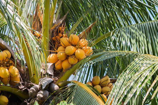 fresh coconut on tree