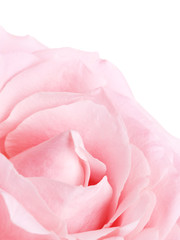 Pink Rose Flower