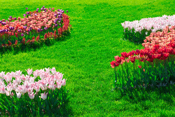 Spring. Tulips Blooming Flowers Field, Green Grass Lawn in Beautiful Garden.