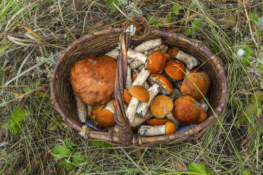 mushroom orange-cap boletus in the basket.