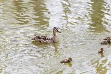 small duck hatchlings