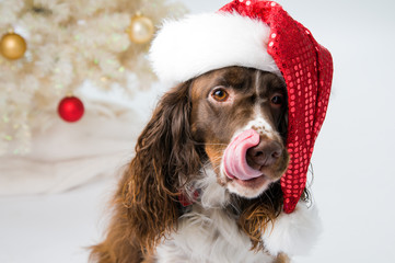sweet springer spaniel dog wearing a Santa hat in front of a christmas tree