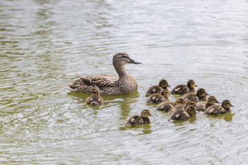 small duck hatchlings