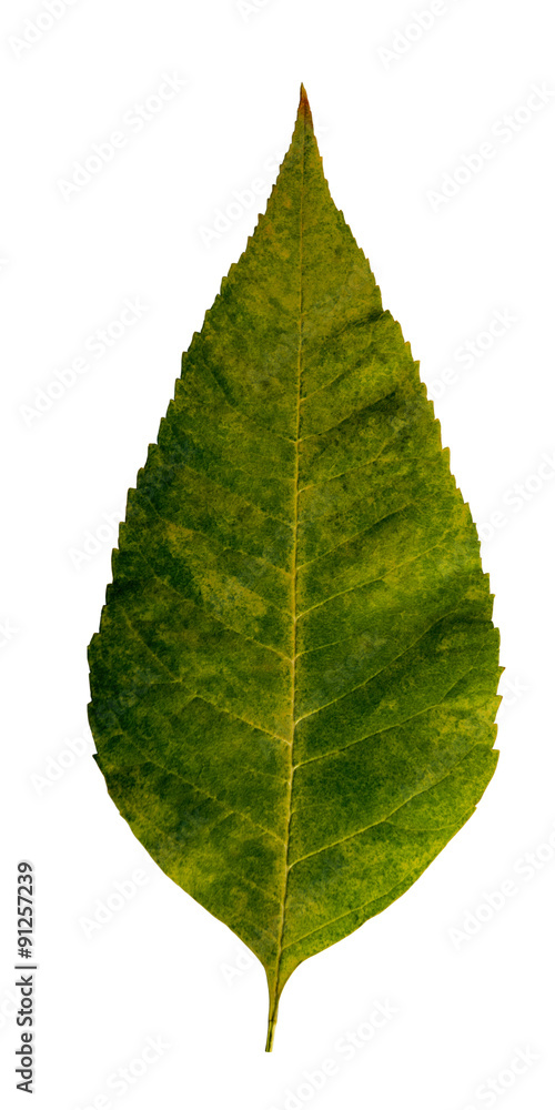 Wall mural autumn leaf on a white background isolated with clipping path. nature. closeup with no shadows. macr