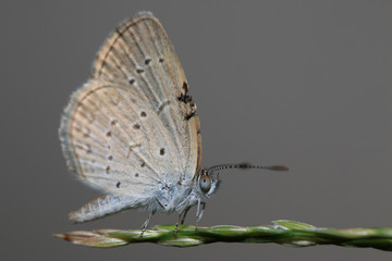 Butterfly with beautiful wing hang on the green flower 