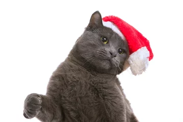 Foto auf Acrylglas Christmas Cat - Gray Cat Santa, Christmas Pet with Santa Claus H © kalcutta