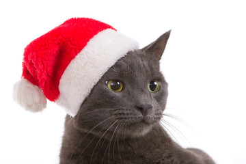 Christmas Cat - Gray Cat Santa, Christmas Pet with Santa Claus H