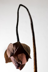 Withered pink lotus flower isolated on white background 