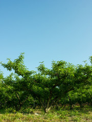 Peach Trees