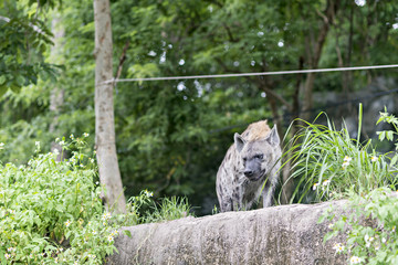Obraz premium Hyena on a cliff watching people