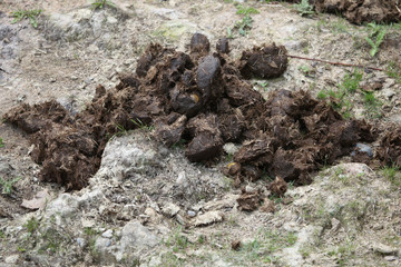 Excrements of Indian rhinoceros (Rhinoceros unicornis).