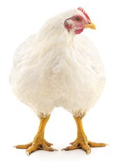 White hen.