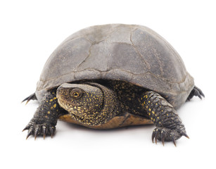 Large turtle.