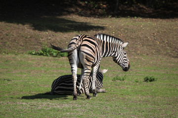 Chapman's zebra (Equus quagga chapmani).