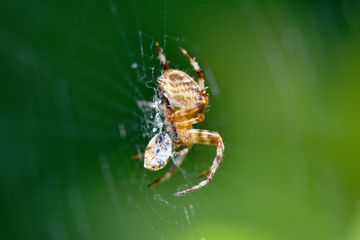 Spooky Spider Blood sucking its victim