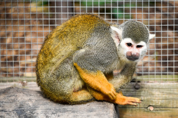 Dirty look from spider monkey