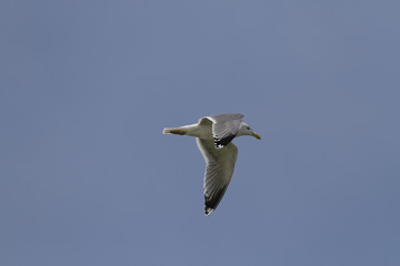 Heringsmöwe, Larus fuscus