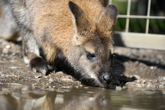 Red necked wallaby drinking from puddle