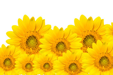 Obraz premium Sun flowers