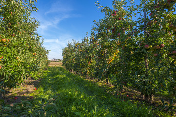 Fototapeta na wymiar Orchard with apple trees in a field in summer