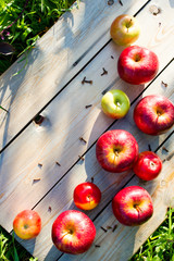 Autumn apple harvest
