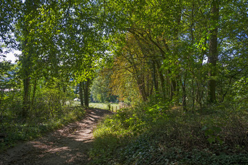 Path through a forest in sunlight in summer