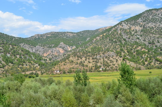 Reisanbau Tosya-Kastamonu