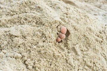 Children toe in the sand