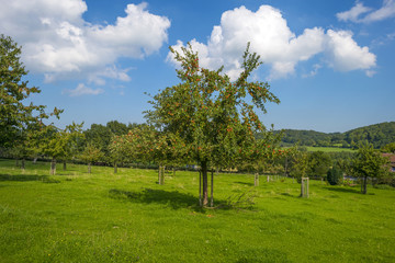Orchard with apple trees in a field in summer